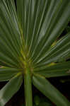 Cabbage palmetto